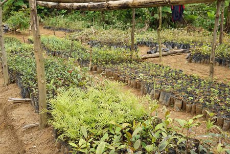 Podcasts Océan Indien : Madagascar, Ny Hevitro - la jeunesse au service de la biodiversité